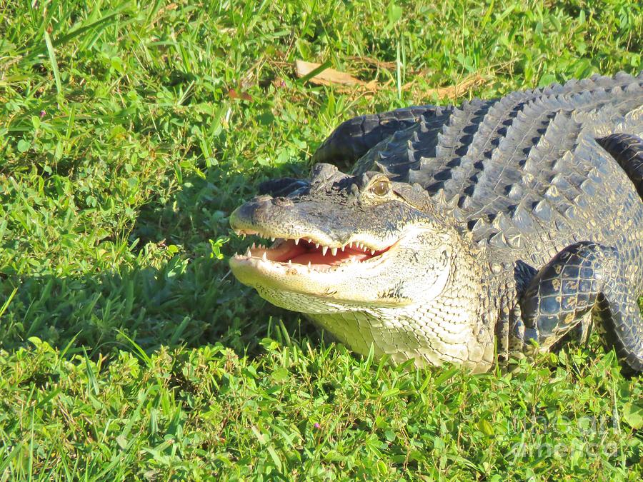 Alligator Smile Photograph by World Reflections By Sharon