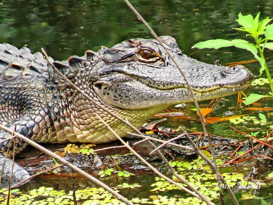 Alligator Smiles Photograph by Gina Welch - Fine Art America