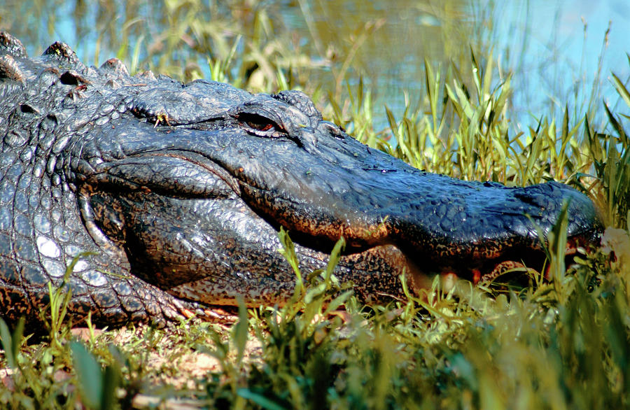 Alligator Smiling Photograph by Bob Pardue