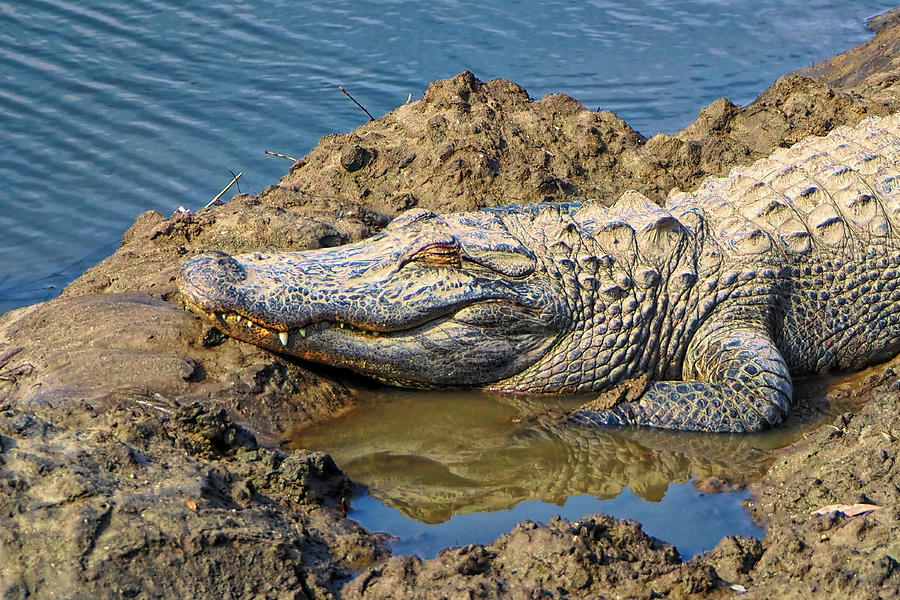Alligator Snoozing by the River Photograph by Bill Swartwout