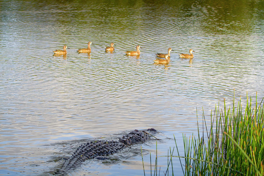Alligator Stalking Ducks Photograph by Mark Andrew Thomas