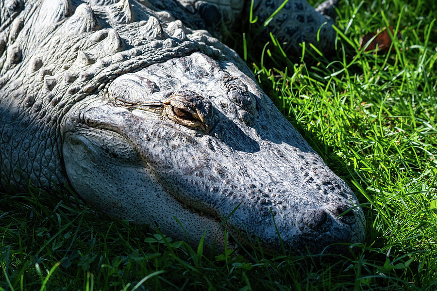 Alligator Stare Photograph by Rose Guinther