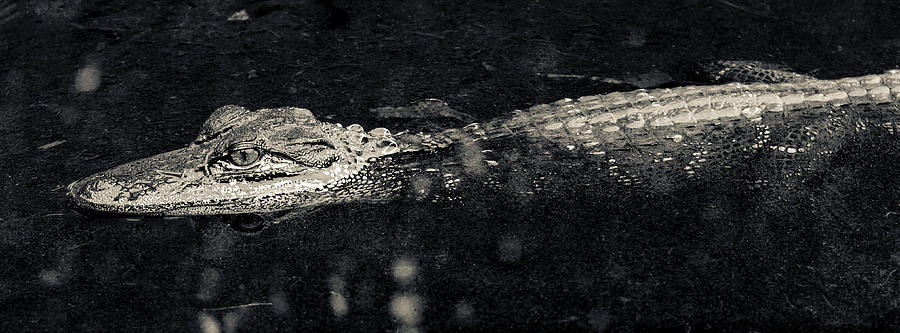 Alligator Photograph