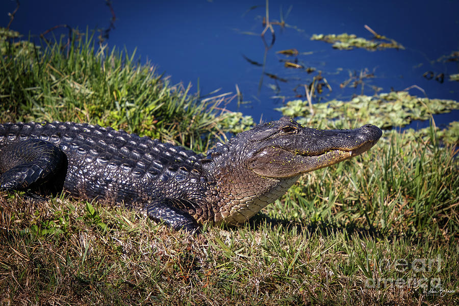 Alligator Sun Bathing Lake Apopka Florida Photograph by Philip And Robbie Bracco
