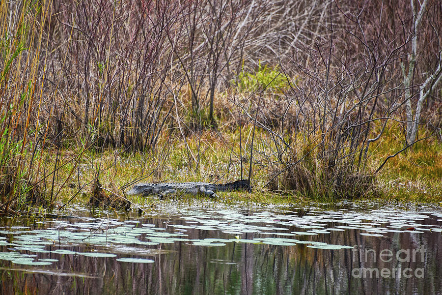 Alligator Sunning At Galliard Lake Photograph