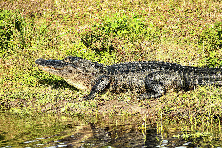 Alligator sunning itself in the Orlando Wetlands Photograph by Lisa ...