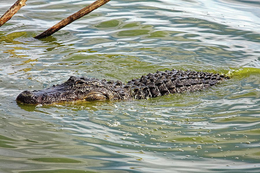 Alligator Swimming Past Photograph by Sally Weigand - Pixels