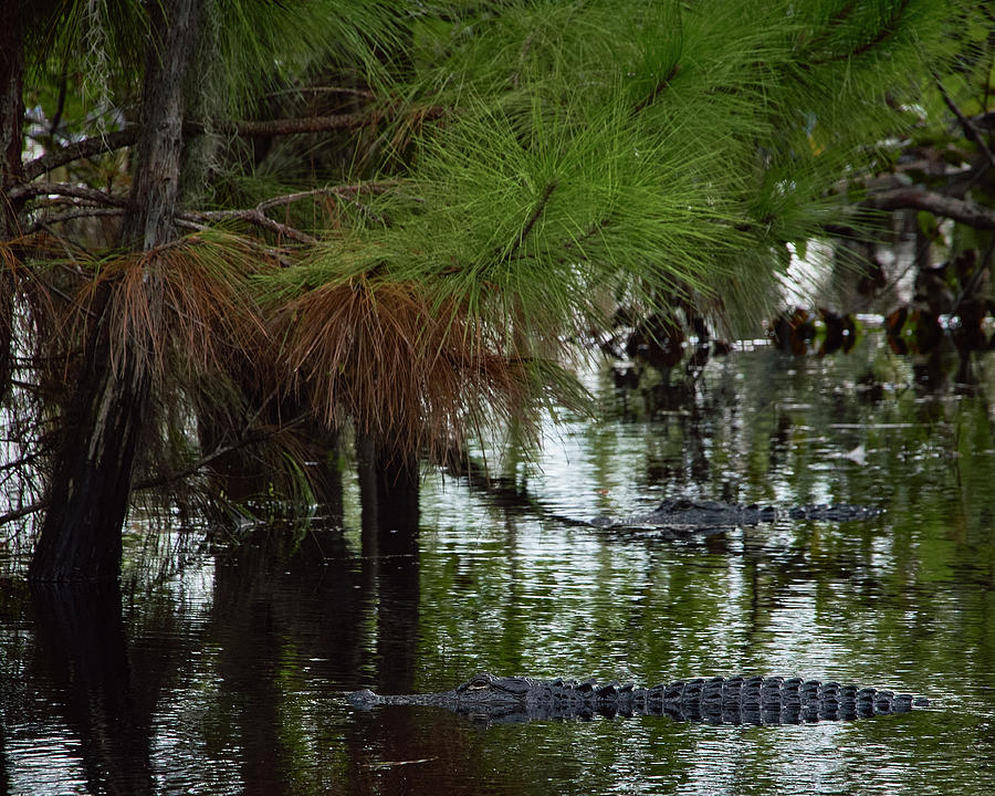 Alligator Swims in the Okefenokee Photograph by John Simmons