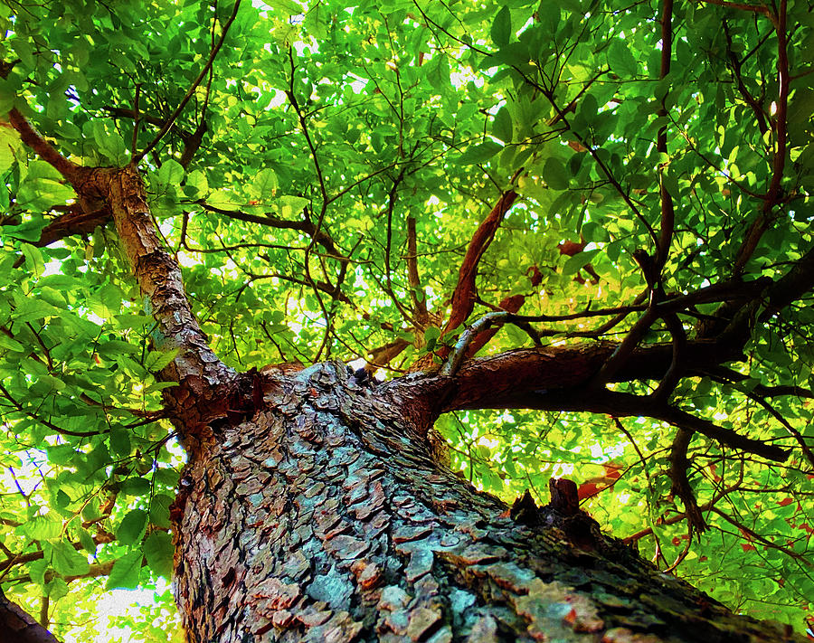 Alligator Tree Photograph by Robert J Sadler - Fine Art America