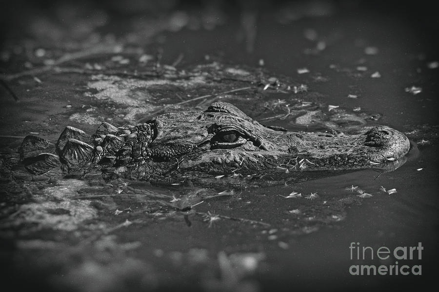 Alligator Waiting for a Meal - 5633 Photograph by Marvin Reinhart ...