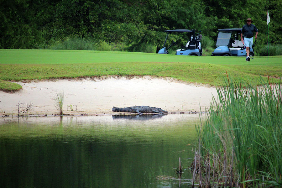 Alligator Waiting On Golfer Photograph by Cynthia Guinn