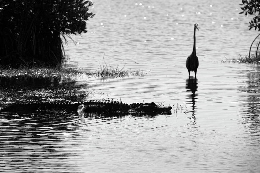 Alligator waiting patiently Photograph by Dan Friend