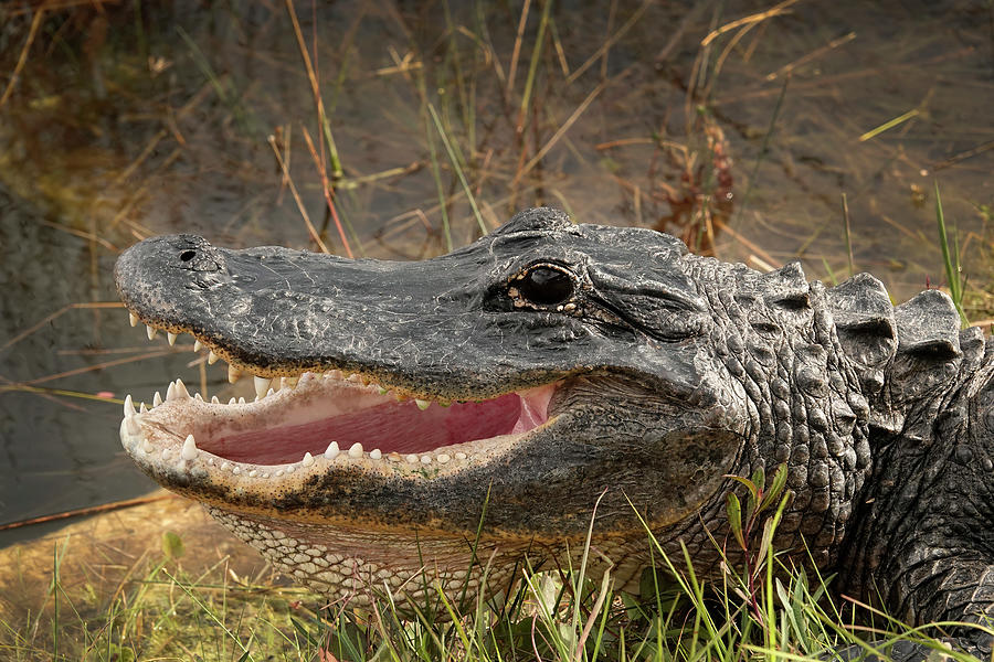 Alligator - What Pretty White Teeth You Have Photograph by Cindy McIntyre