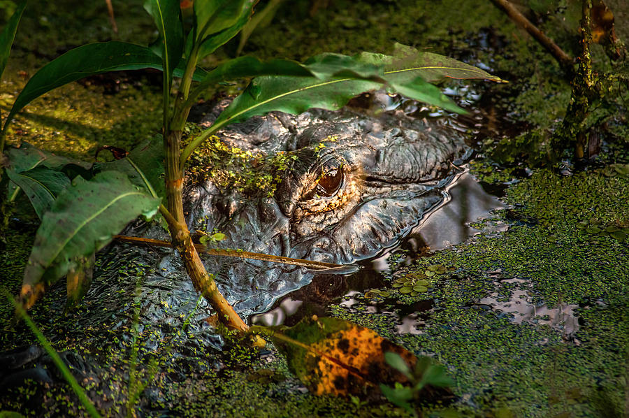 Alligator Wild Photograph by Rebecca Herranen