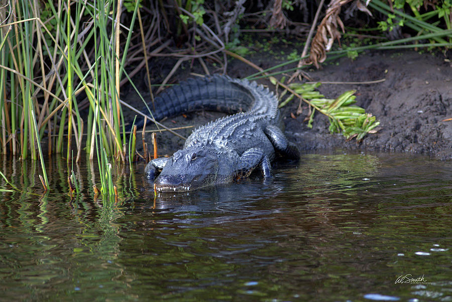 Alligator Photograph by William Smith - Pixels