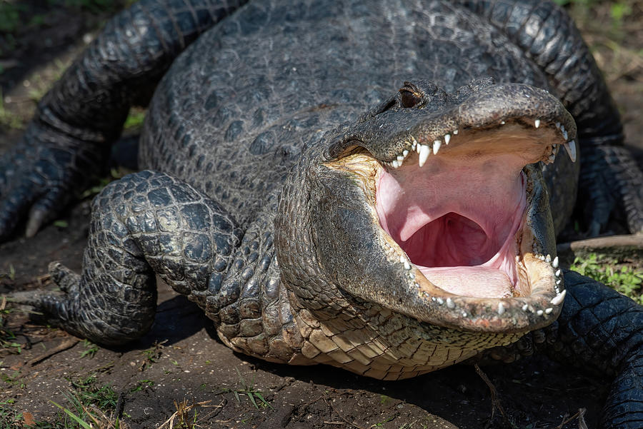 Alligator with Big Mouth Photograph by Bradford Martin