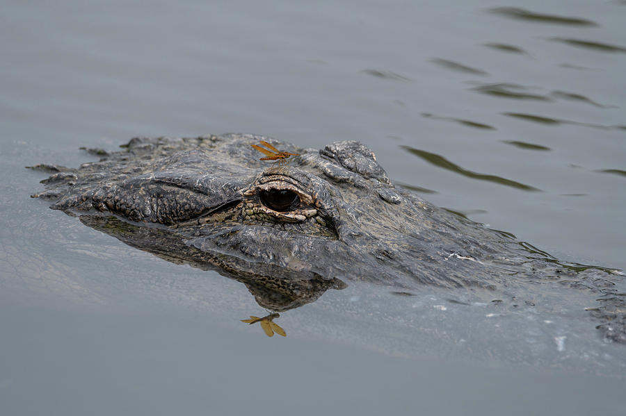 Alligator with Dragonfly Photograph by Carolyn Hutchins
