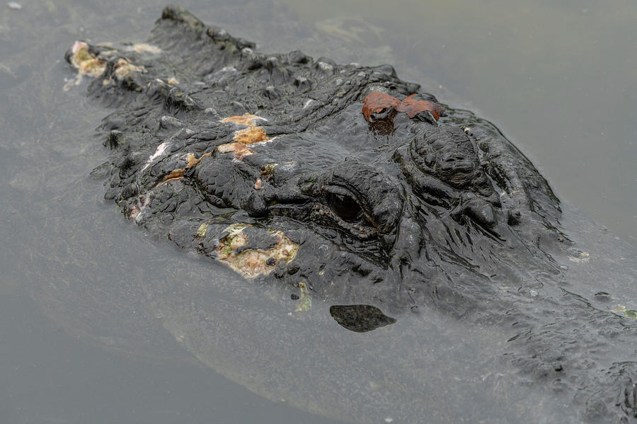 Alligator with Scars Photograph by Carolyn Hutchins