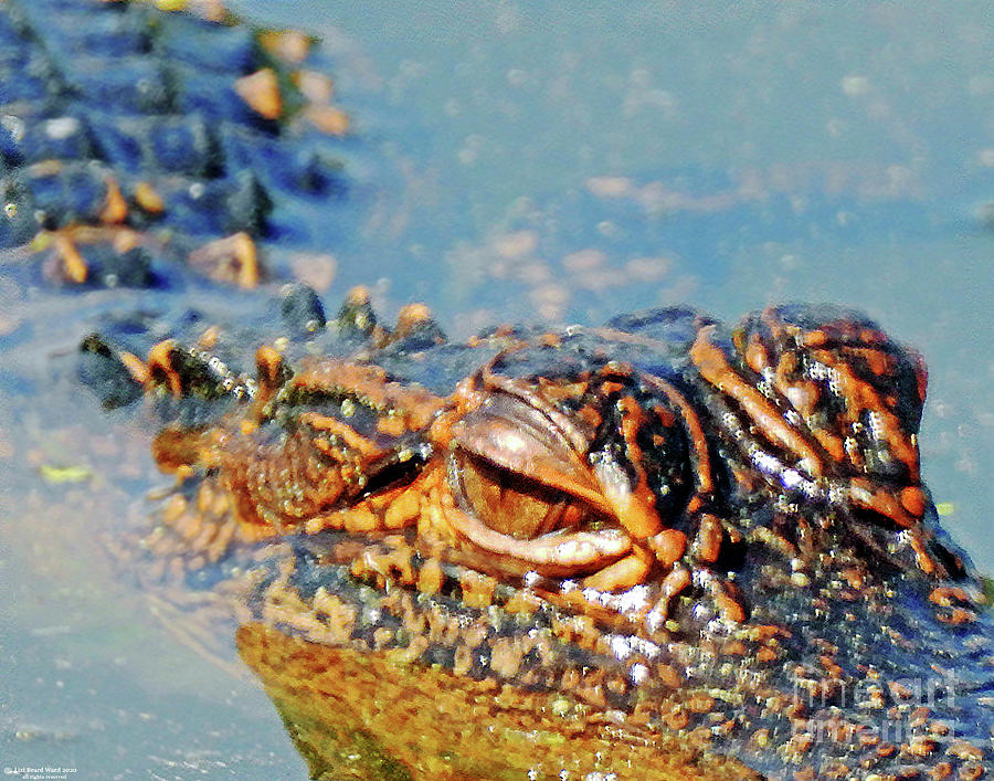 1  Harris NWR GA  Alligator6   Photograph by Lizi Beard-Ward