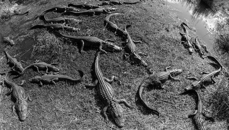Alligators along the Anhinga Trail, Everglades National Park, Florida, USA Photograph by Panoramic Images