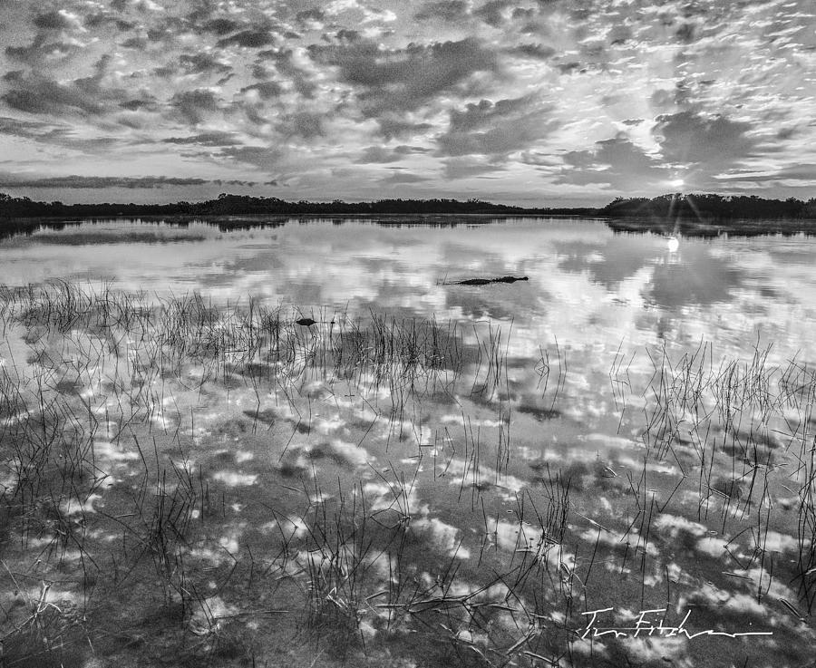 Alligators at Nine Mile Pond, Everglades N Photograph by Tim Fitzharris