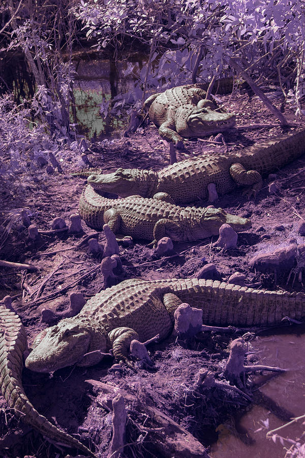 Alligators Photograph by Carolyn Hutchins