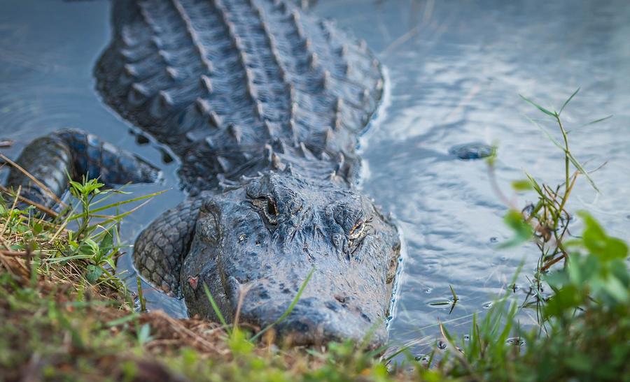 Alligator's Eyes Painting by Les Classics - Fine Art America