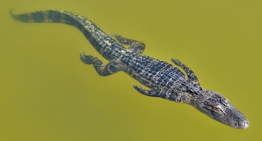 Alligators F Photograph by John Hintz