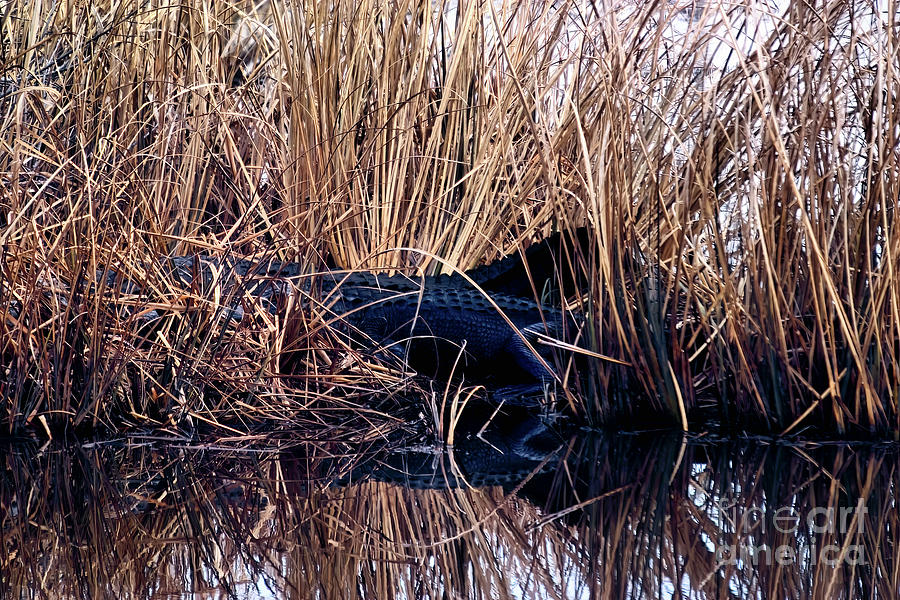 Alligators in Reflection I Photograph by Theresa Fairchild