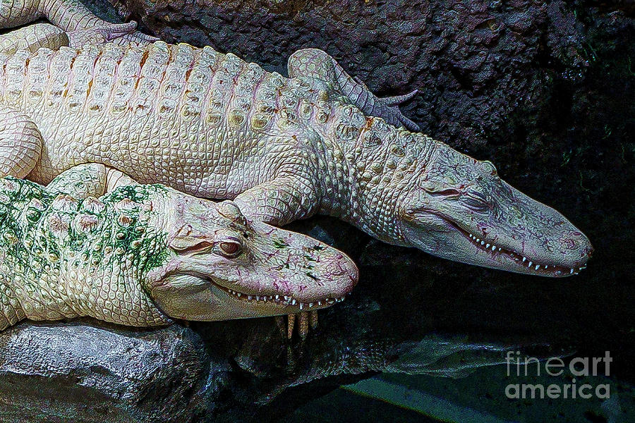 Alligators Photograph