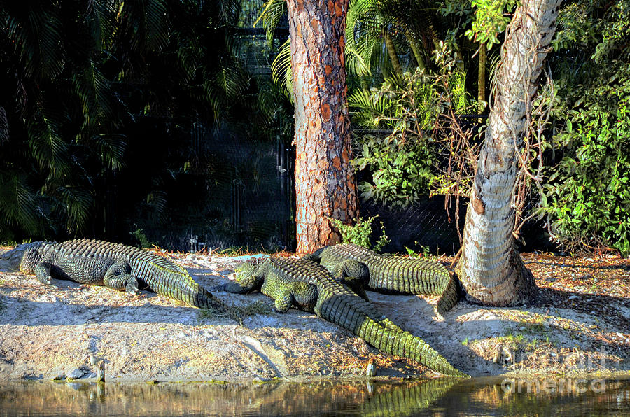 Alligators  Sunning Themselves  Photograph by Elaine Manley