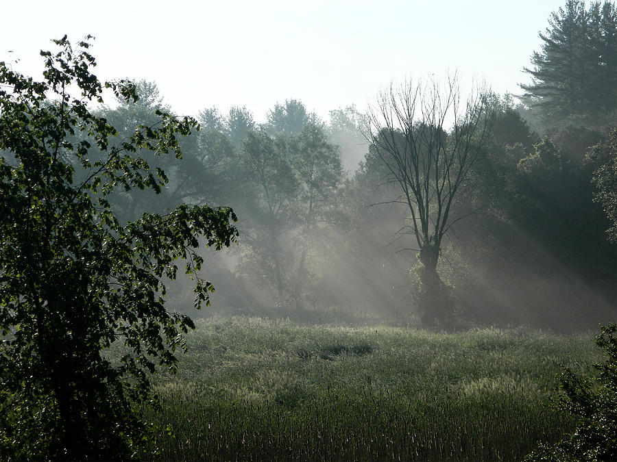 Tree Photograph - Alliston Morning Mist by Judy Horan