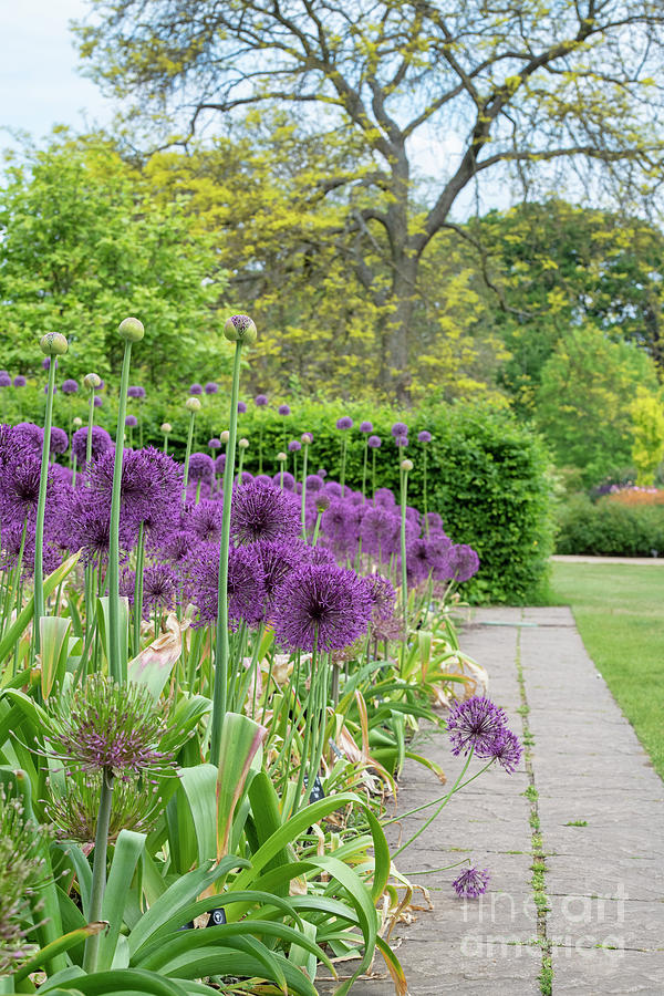 Allium Border Photograph by Tim Gainey - Pixels