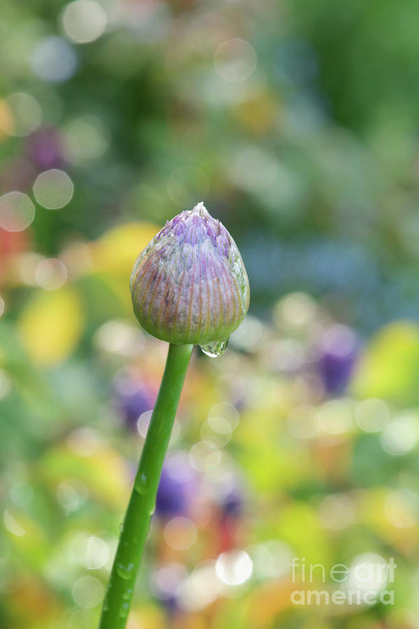 Allium Bud After the Rain in the Morning Spring Light  Photograph by Tim Gainey