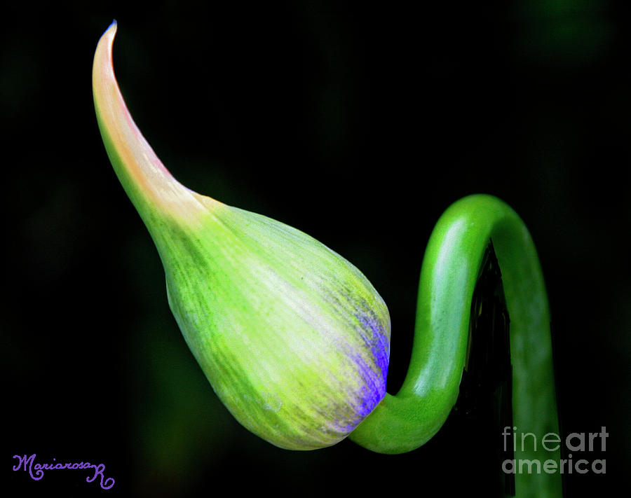 Allium Bulb Photograph by Mariarosa Rockefeller