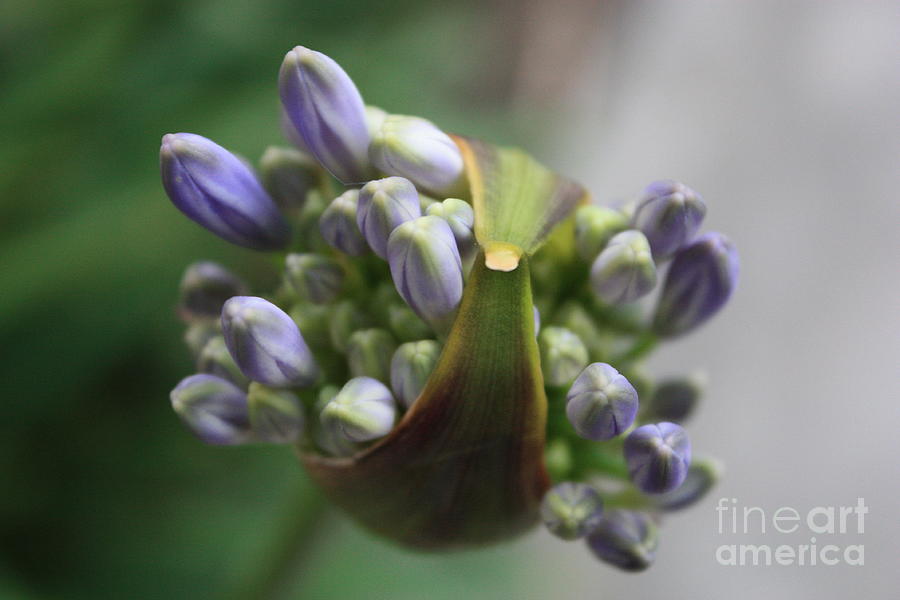 Allium Bundle Photograph by Carol Groenen