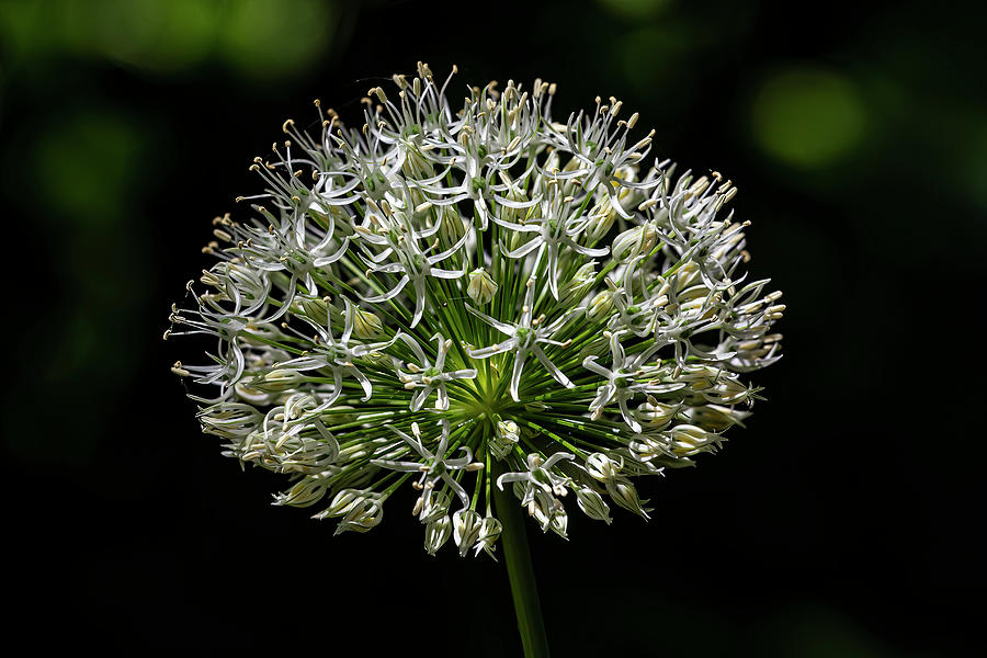 Allium Cepa L. Photograph