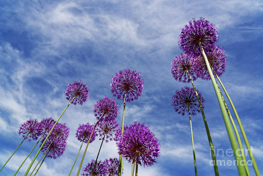 Allium Photograph by Colin Woods