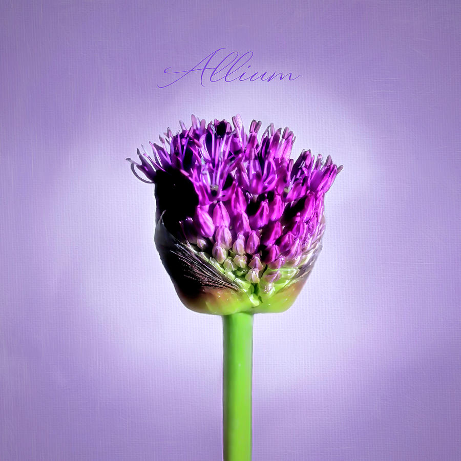 Allium Photograph by Donna Kennedy