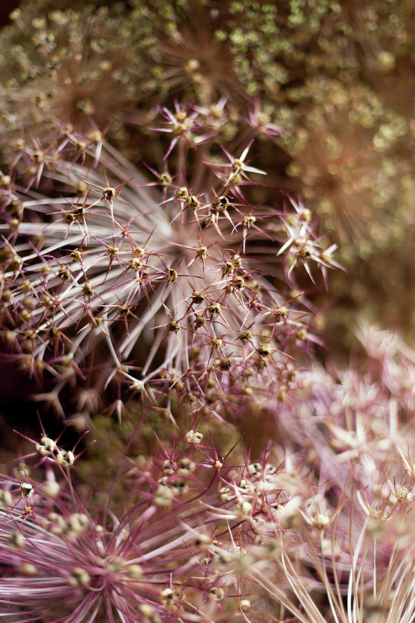 Allium Fireworks Photograph by Anita Nicholson