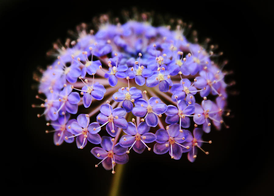 Allium Floral Photograph by Jessica Jenney