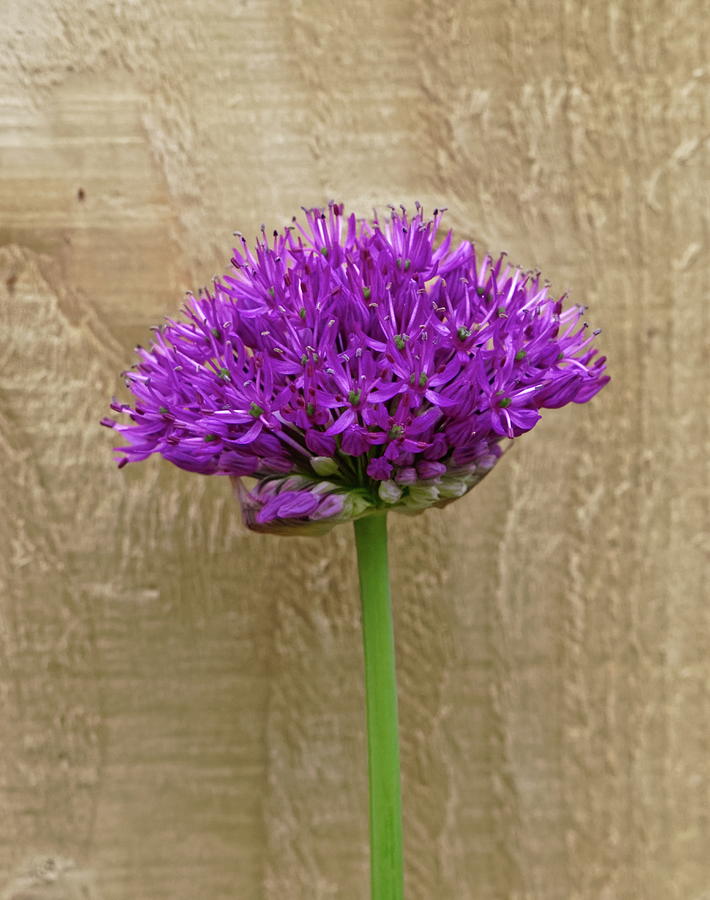 Allium Flower Photograph by Jeff Townsend
