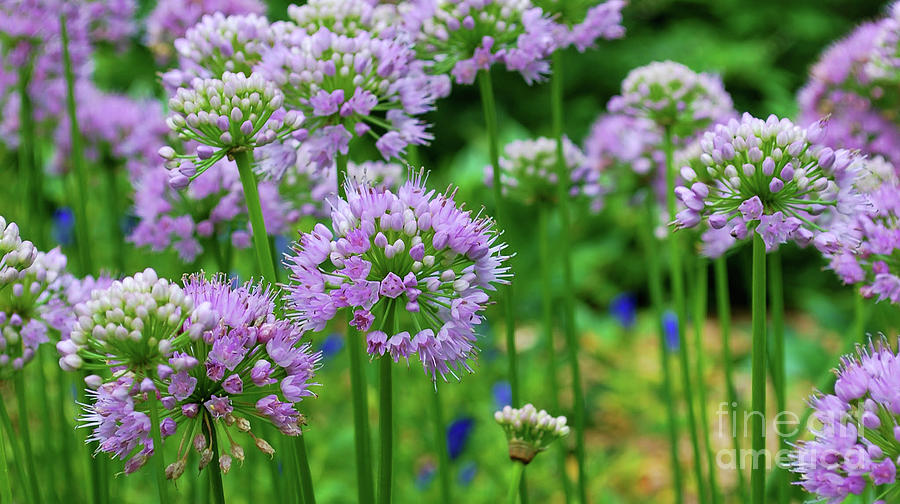Allium Flowers Photograph by Nancy Mueller