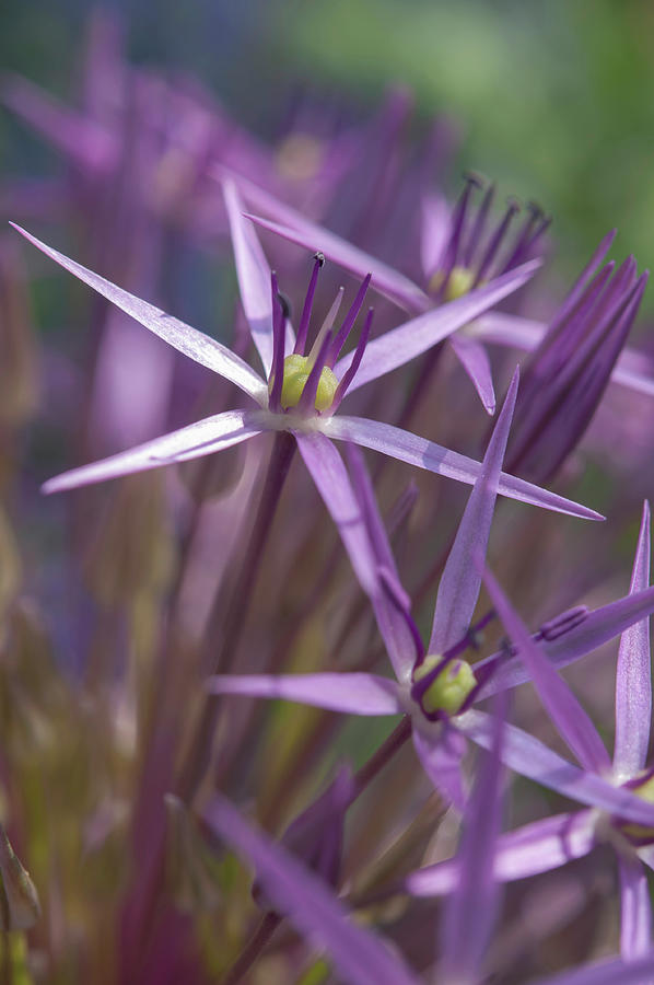 Allium Giganteum Macro Photograph by Jenny Rainbow