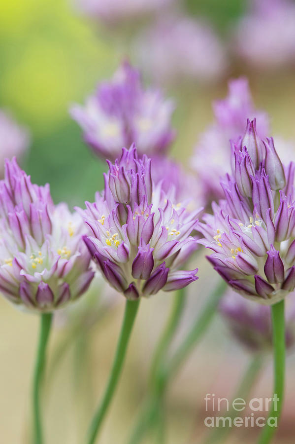 Allium Gomphrenoides Flowers Photograph by Tim Gainey