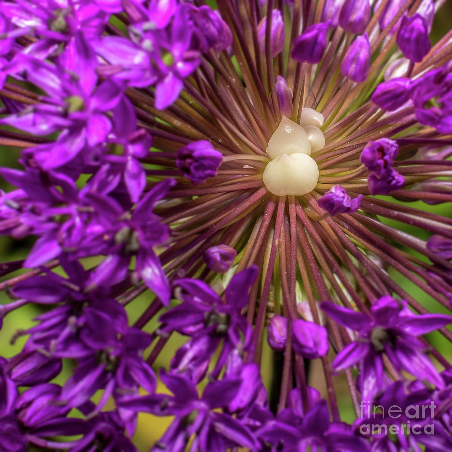 Allium hollandicum Photograph by Gemma Mae Flores Sellers