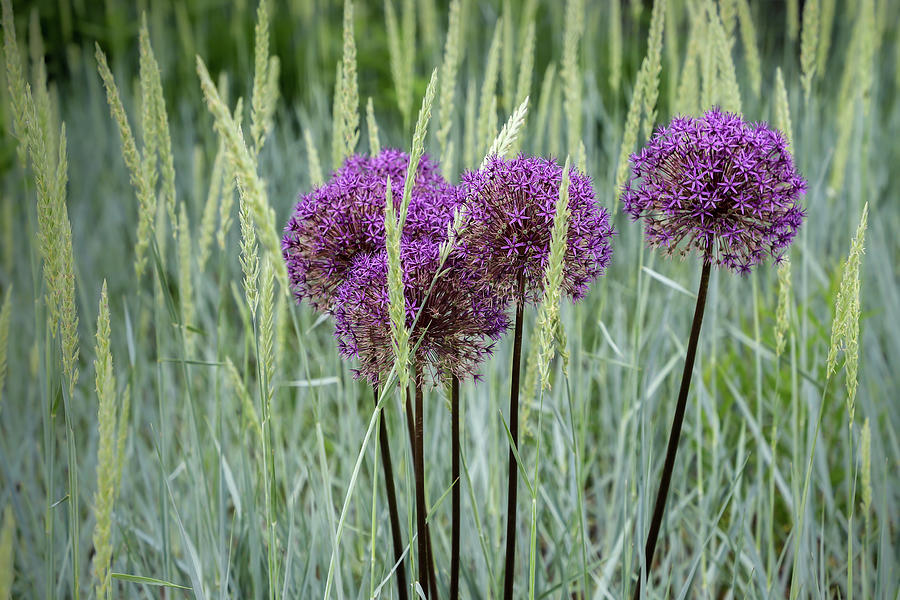 Allium in the Weeds Photograph by Robert Carter