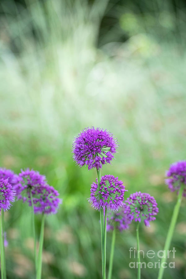Allium Lavender Bubbles Photograph by Tim Gainey