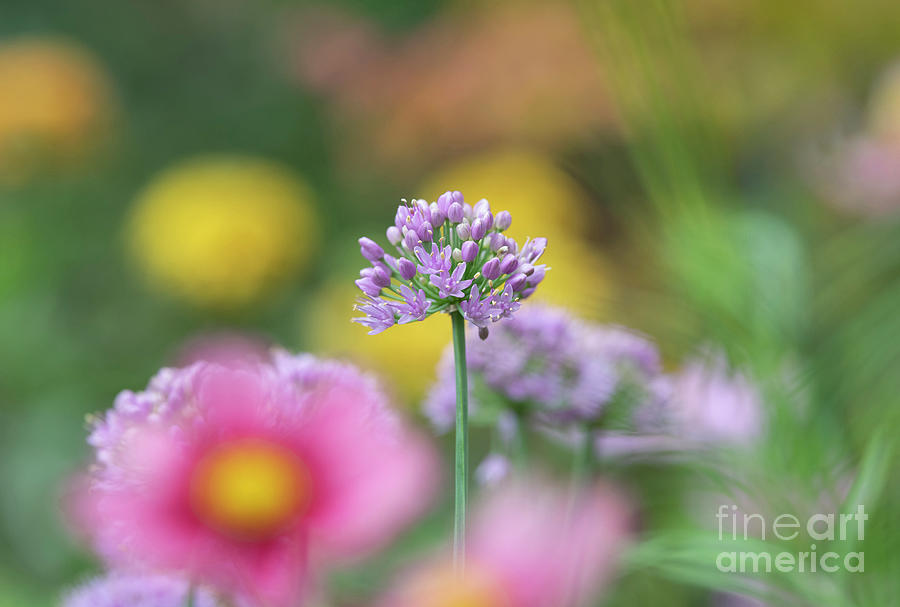 Allium Little Sapphire Flower Photograph by Tim Gainey