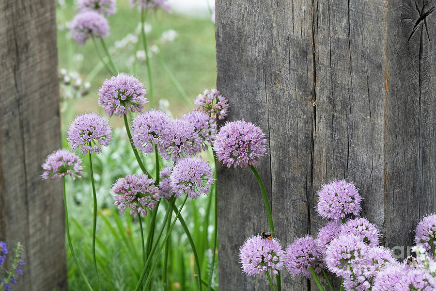 Allium Summer Beauty Photograph by Tim Gainey